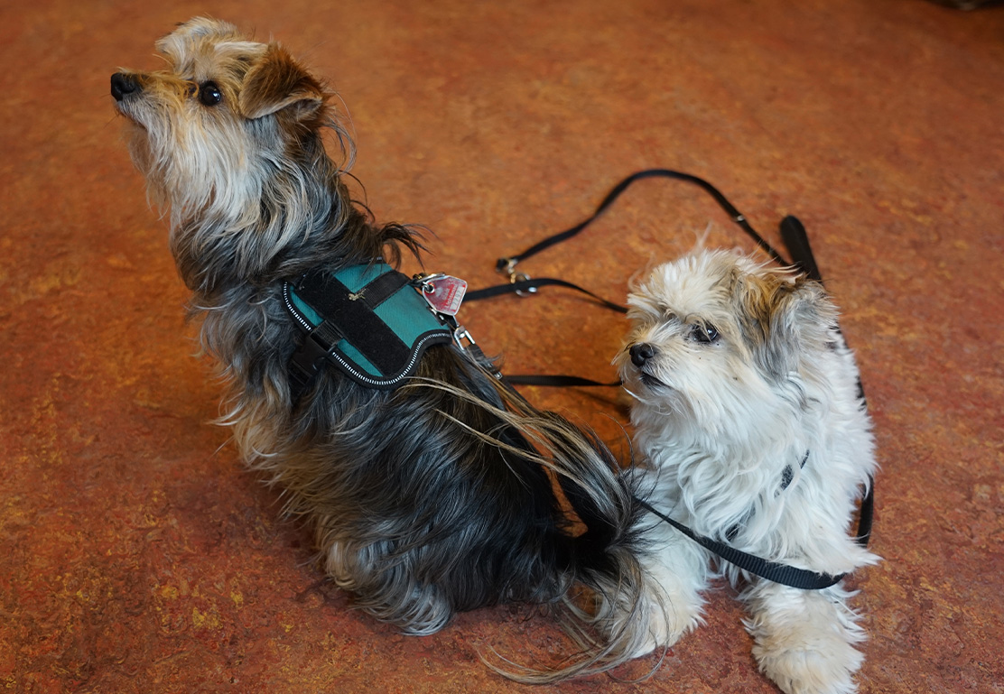 Unsere Therapie-Hunde