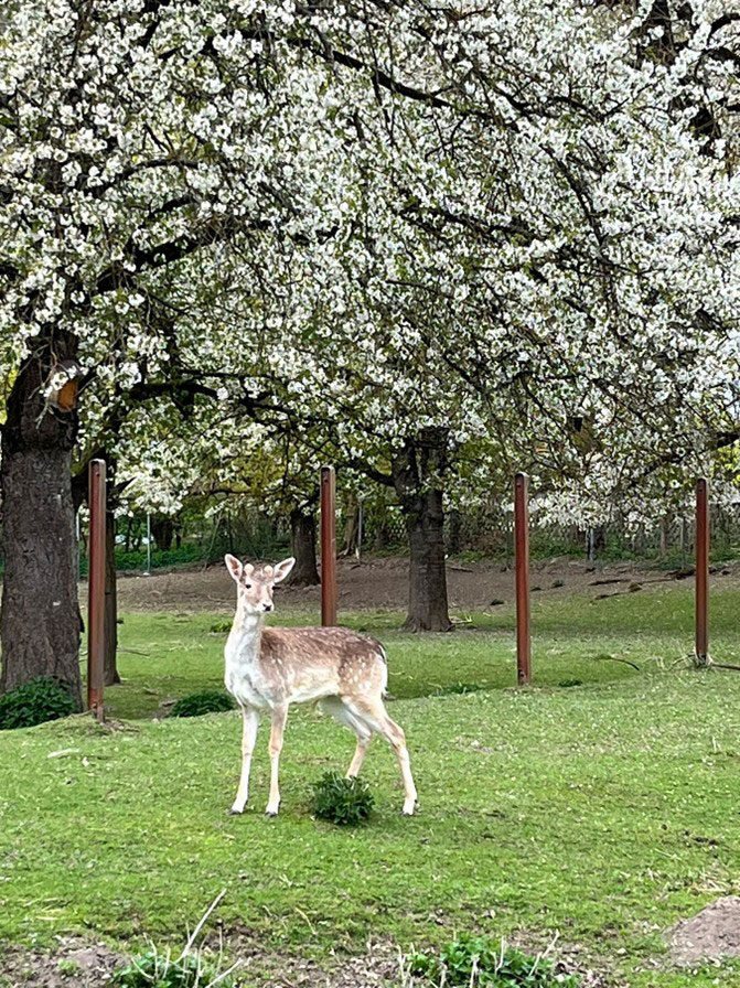 Der neue tierische Bewohner hat sich inzwischen sehr gut in das Damwild-Rudel eingelebt und sorgt wieder für Leben im Gehege.